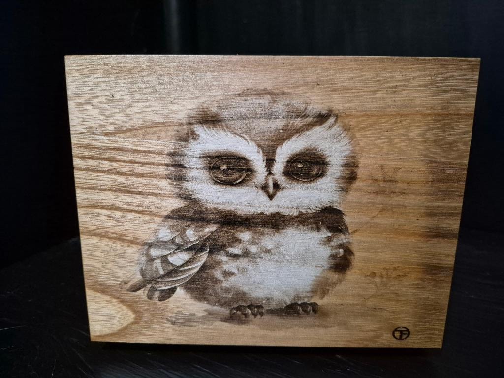 Baby Owl