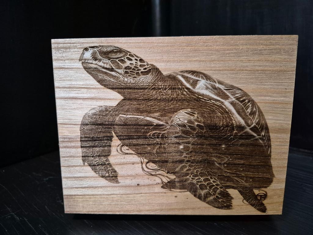 Sea Turtle
