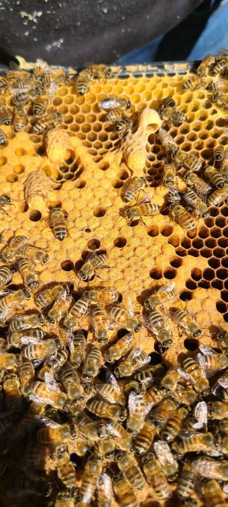 Mated Queen